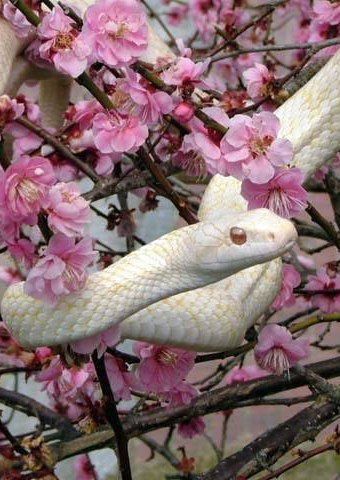 幸運を呼ぶ待ち受け⑤：白い蛇の画像