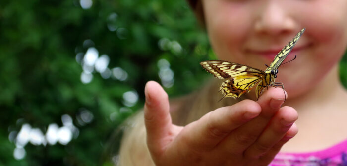 アゲハ蝶のスピリチュアルな意味とは？アオスジアゲハは幸運の前兆？