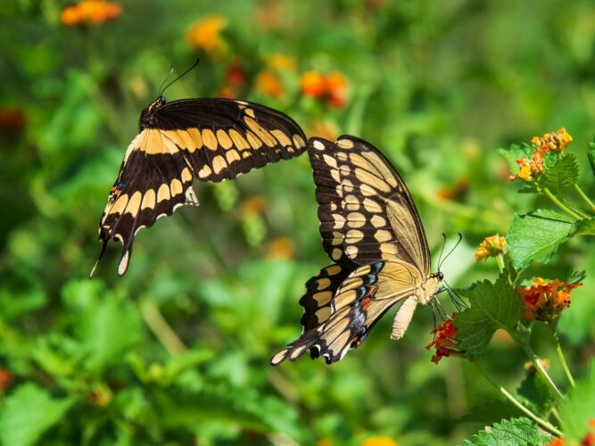 アゲハ蝶のスピリチュアルな意味とは？アゲハ蝶は幸運の前兆？