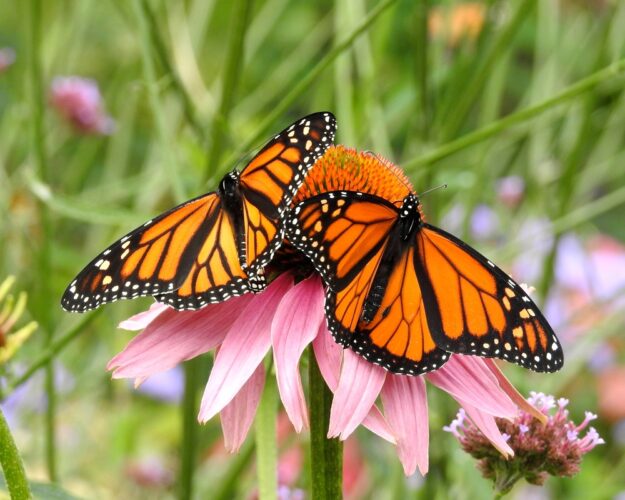 アゲハ蝶のつがいを目にするスピリチュアルな意味