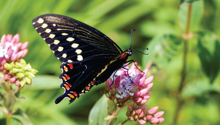 クロアゲハなど黒いアゲハ蝶のスピリチュアルな意味