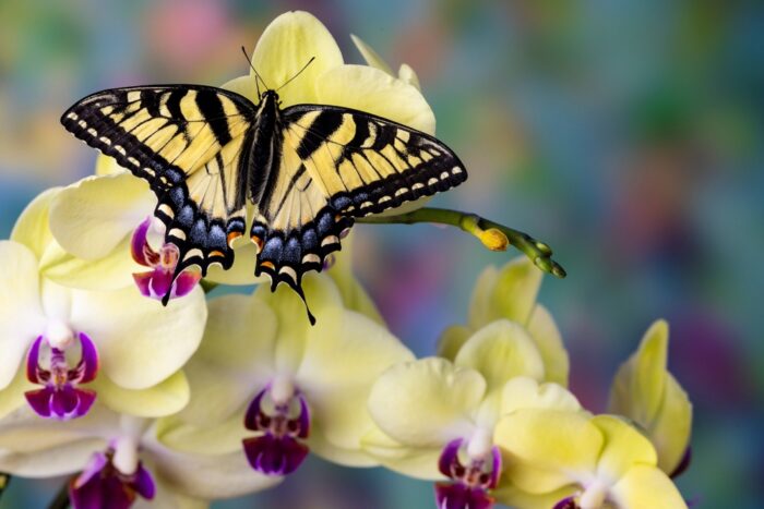 キアゲハなど黄色いアゲハ蝶のスピリチュアルな意味