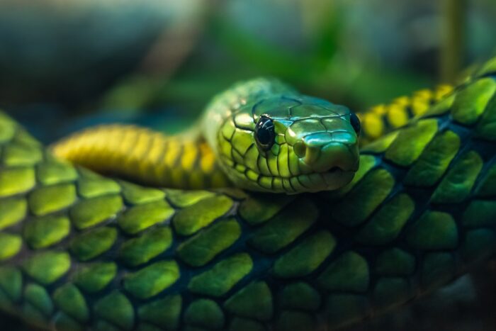 蛇の夢を見たらいつ買うべきかも解説！蛇の夢を見たら注意すべきこと