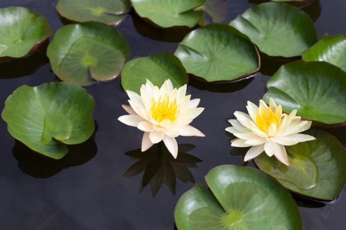 暁玲華の占いの特徴①：九花宮数について