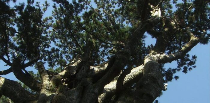 玉置神社の概要 玉置神社の概要