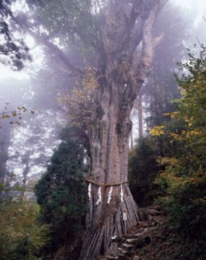境内に樹齢3,000年を誇る「神代杉」があるから 境内に樹齢3,000年を誇る「神代杉」があるから