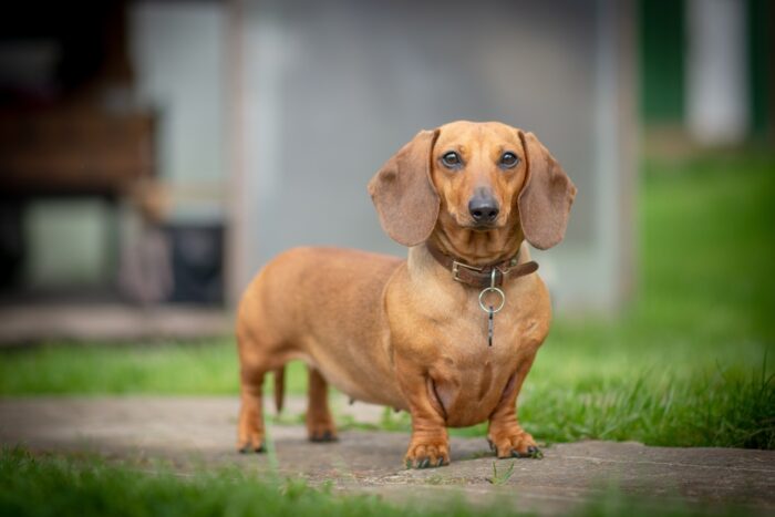 茶色い犬が登場する夢 茶色い犬が登場する夢