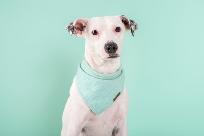 【犬の夢をヒントに宝くじを購入】犬の色別に買い方のコツを紹介 【犬の夢をヒントに宝くじを購入】犬の色別に買い方のコツを紹介