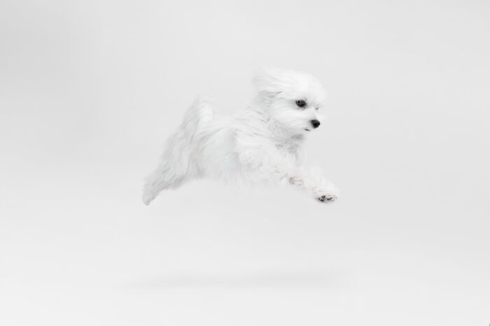 犬の夢を見ると宝くじが当たる?白い犬が夢に出てくるのは運気アップのサイン?